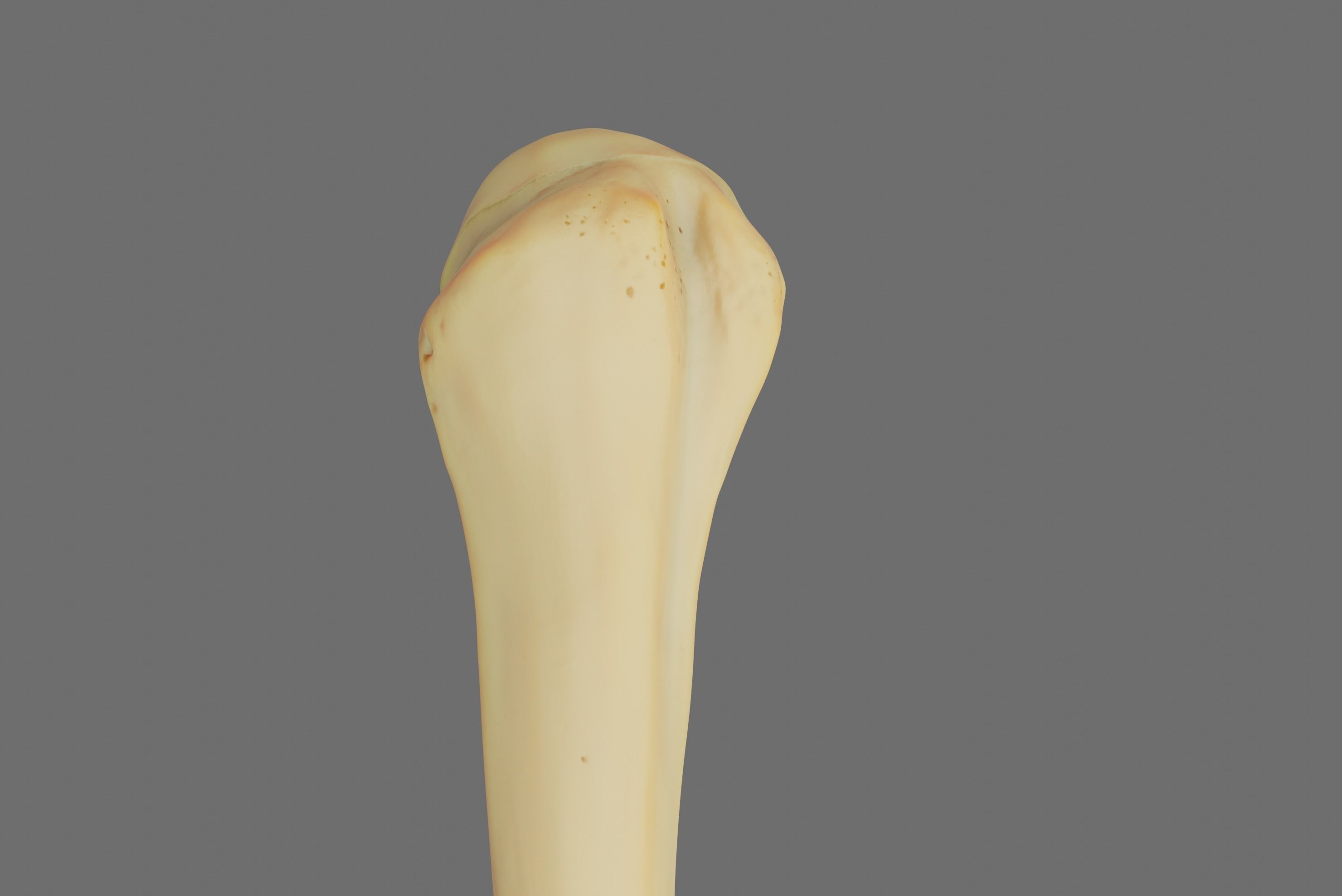Humerus 3d Model - Anatomically Accurate Low-poly 3D model_5