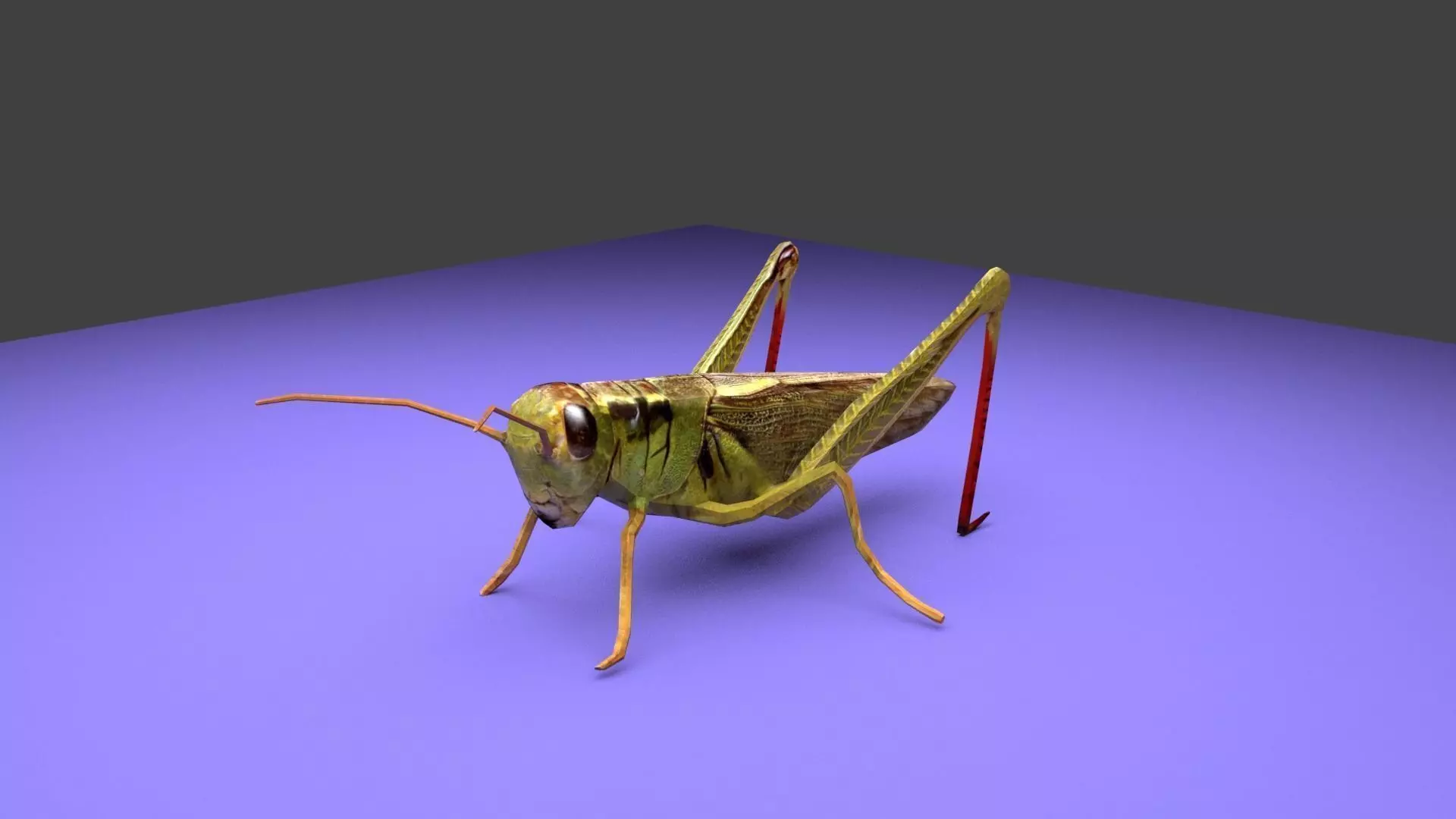 Grasshopper Low-poly 3D model_0