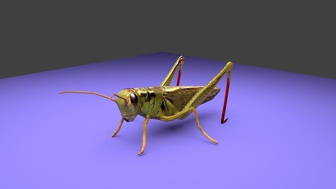 Grasshopper Low-poly 3D model