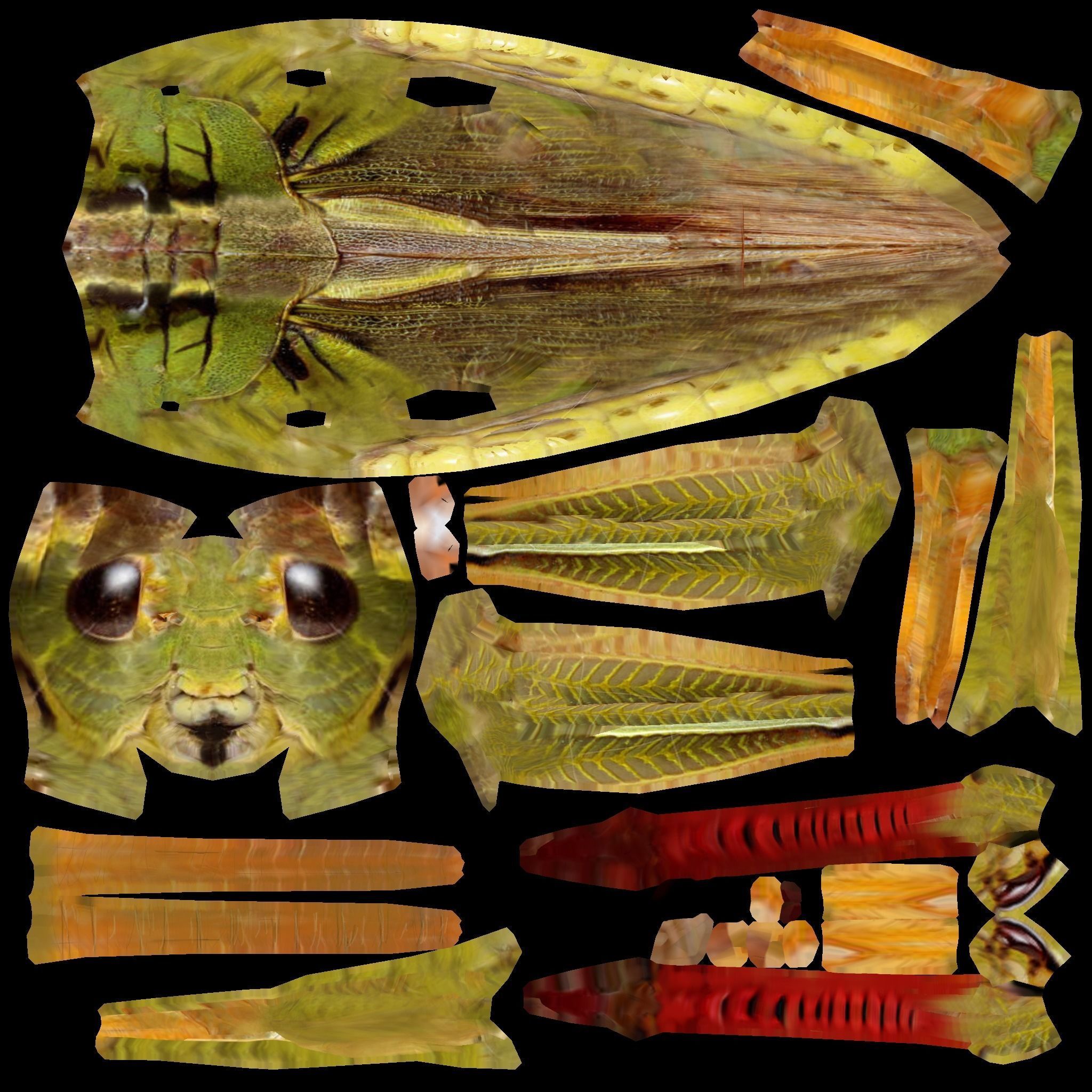 Grasshopper Low-poly 3D model_8