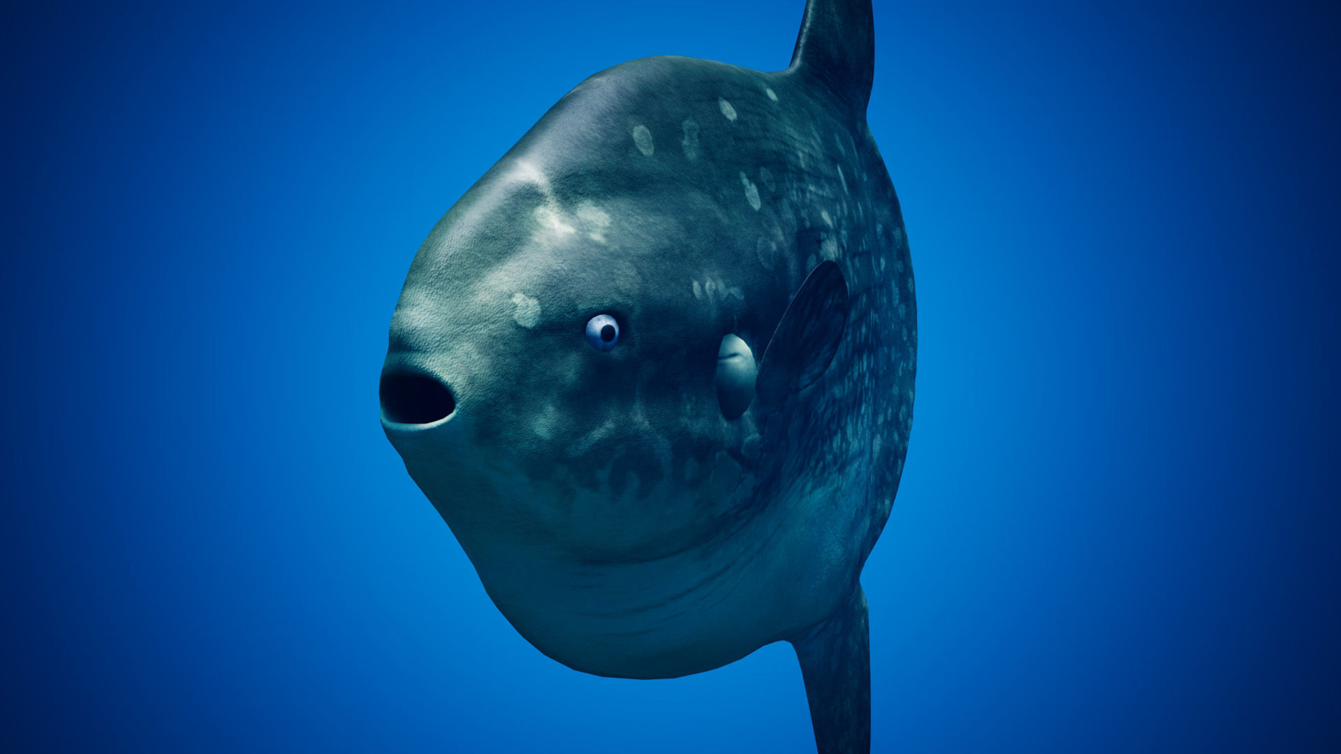 Ocean Sunfish Pack - UE4 Low-poly 3D model_14