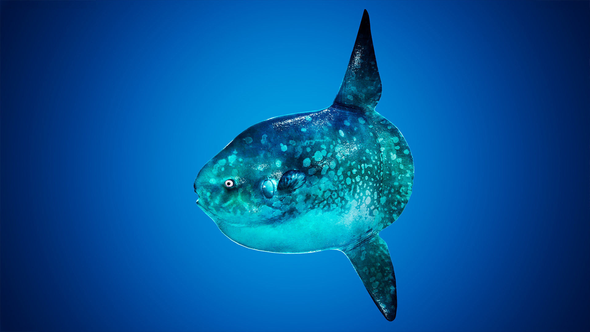 Ocean Sunfish Pack - UE4 Low-poly 3D model_6