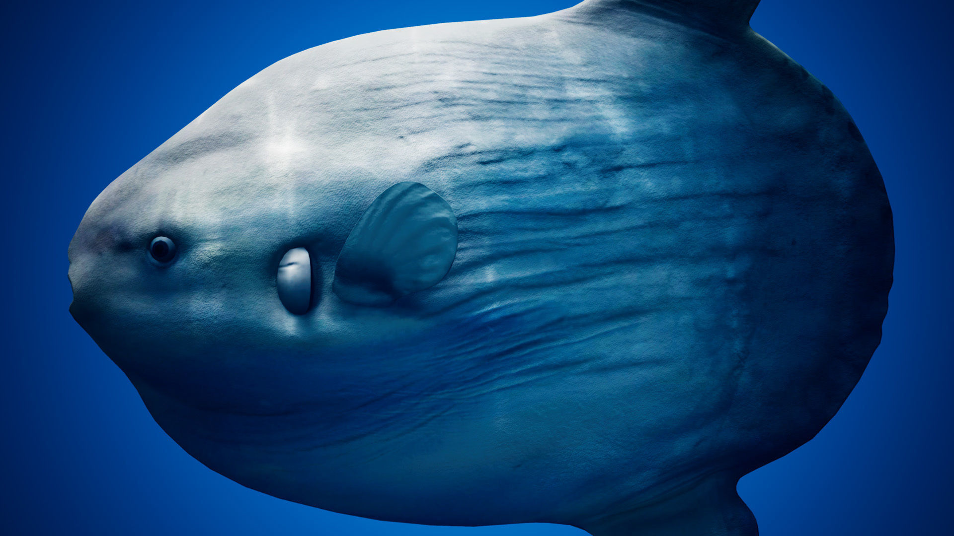 Ocean Sunfish Pack - UE4 Low-poly 3D model_13