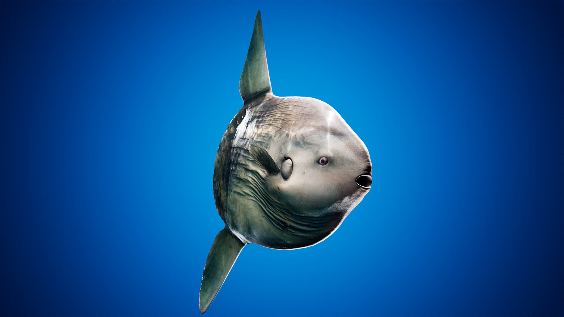 Ocean Sunfish Pack - UE4 Low-poly 3D model_4