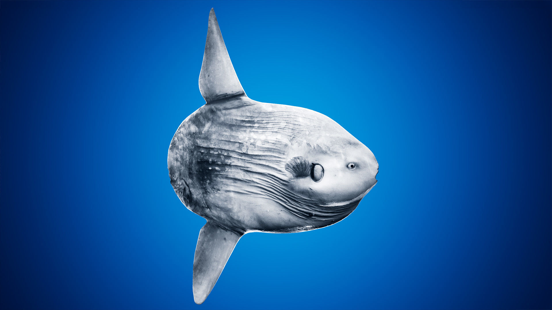 Ocean Sunfish Pack - UE4 Low-poly 3D model_5