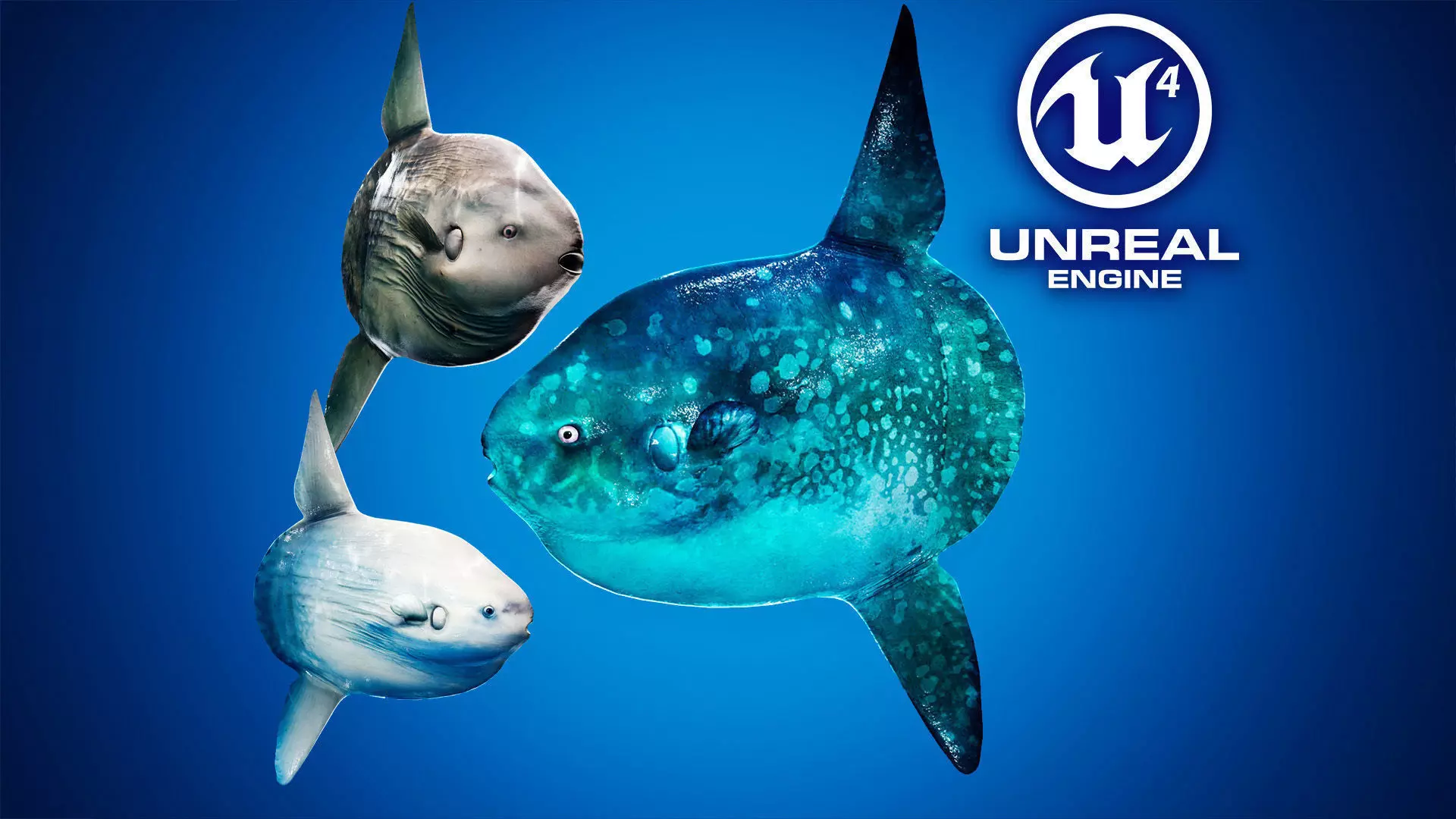 Ocean Sunfish Pack - UE4 Low-poly 3D model_0