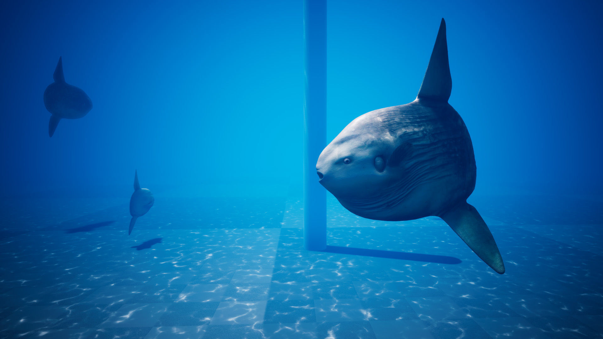 Ocean Sunfish Pack - UE4 Low-poly 3D model_11