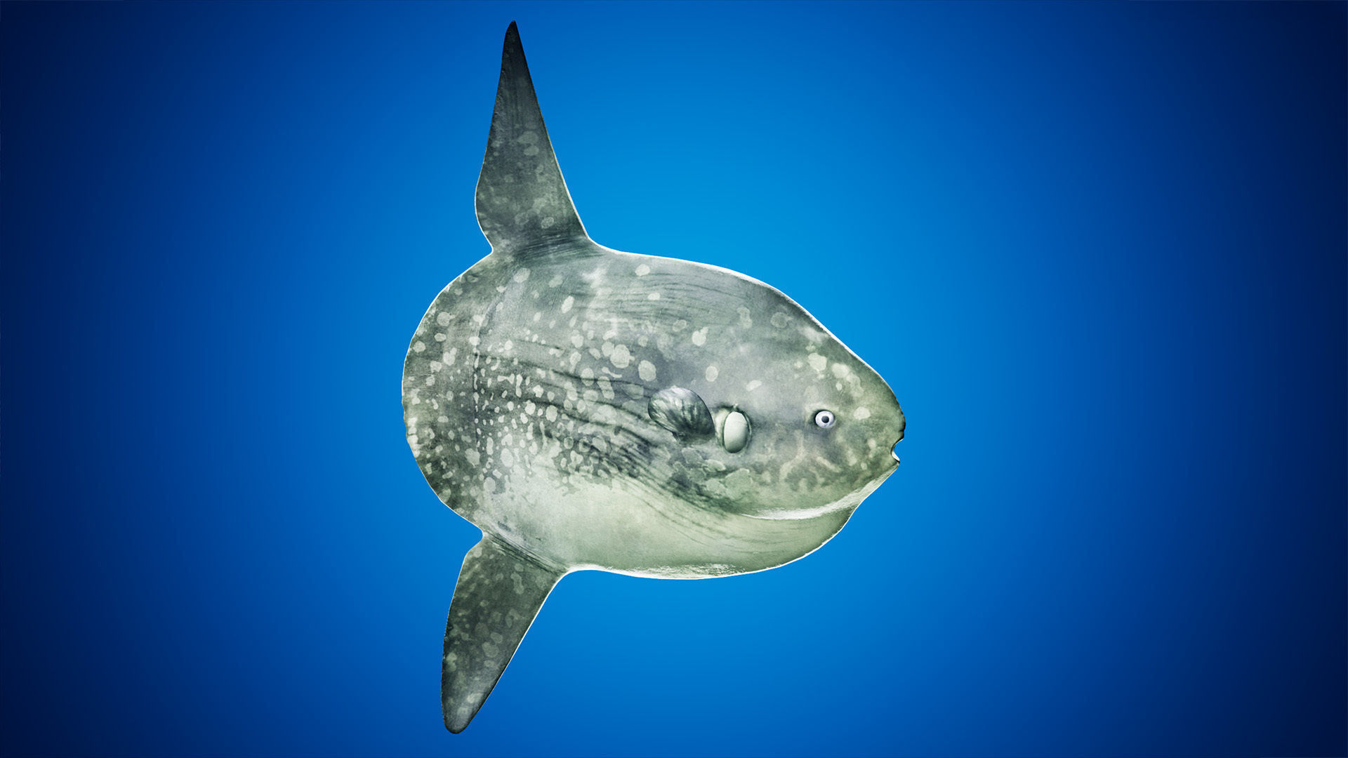 Ocean Sunfish Pack - UE4 Low-poly 3D model_8