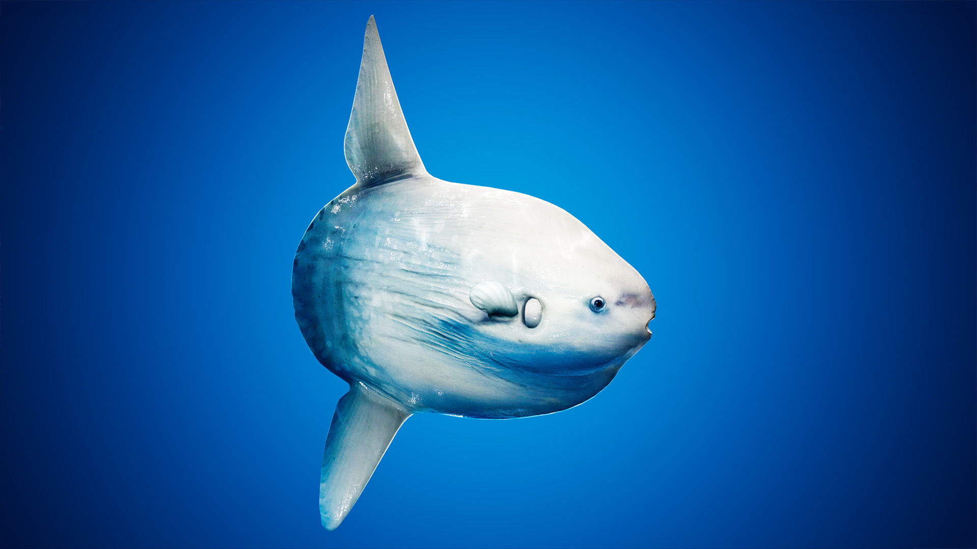 Ocean Sunfish Pack - UE4 Low-poly 3D model_9