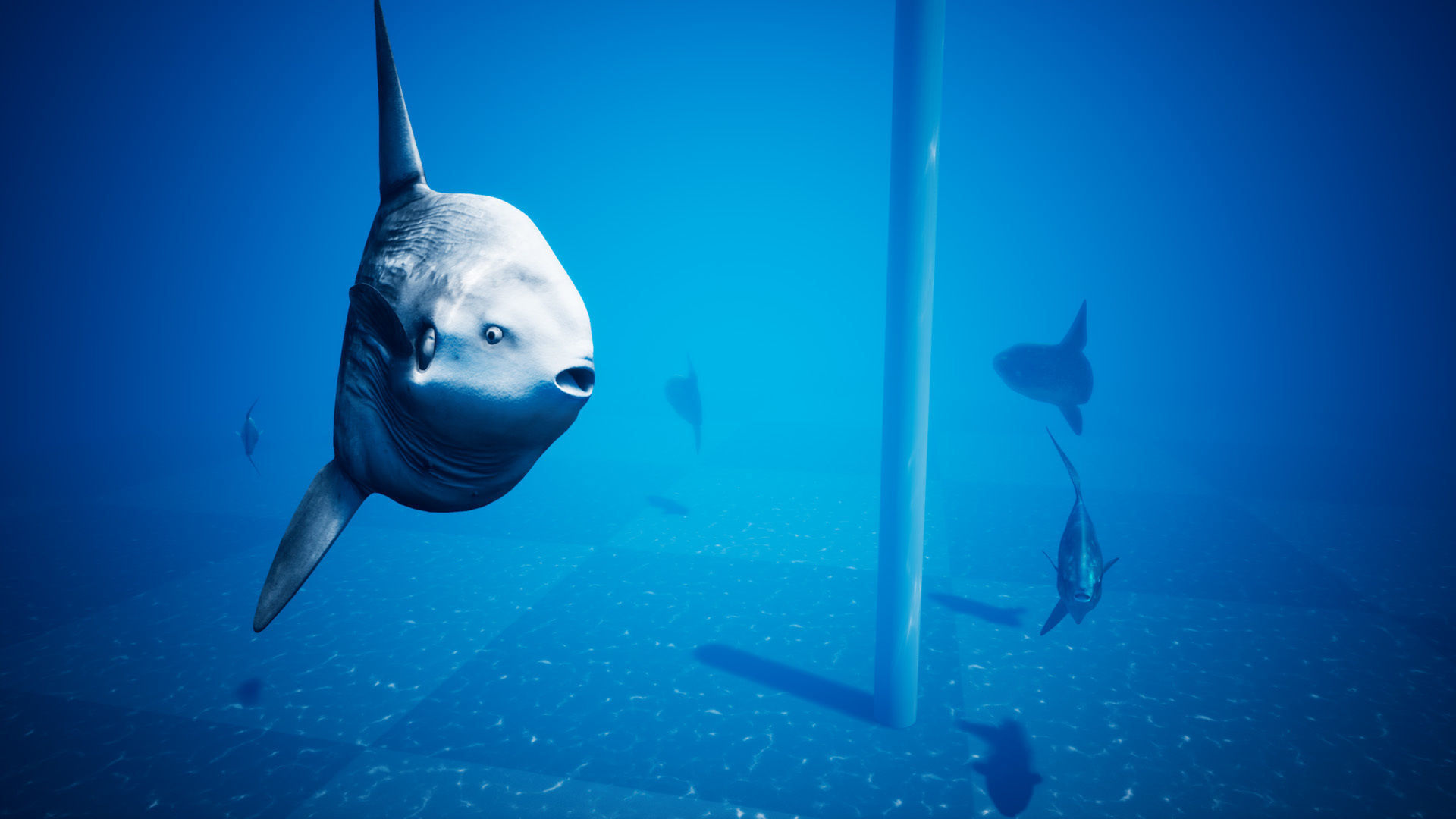 Ocean Sunfish Pack - UE4 Low-poly 3D model_10