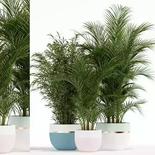 Plants collection 136