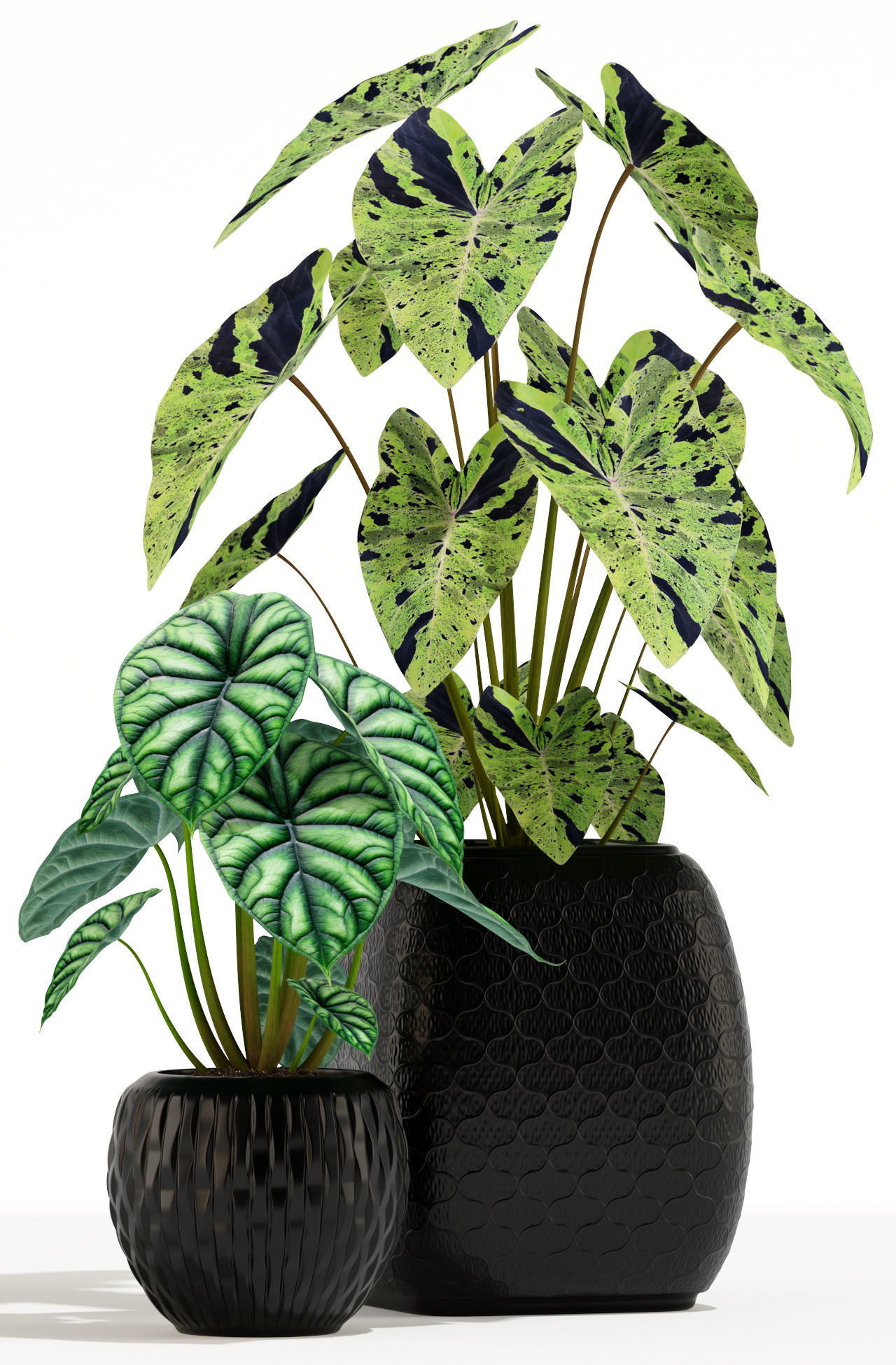 Plants collection 137 3D model_1