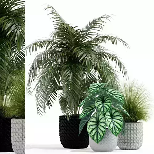 Plants collection 138