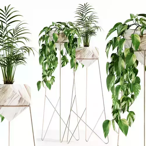 Plants collection 140 Jade