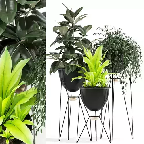 Plants collection 141 MADRE SELVA GRANDE 3D model