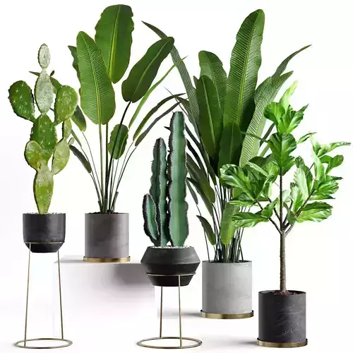 Collection  plants 05 3D model