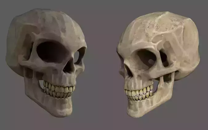 Stylized human skull  Low-poly 3D model