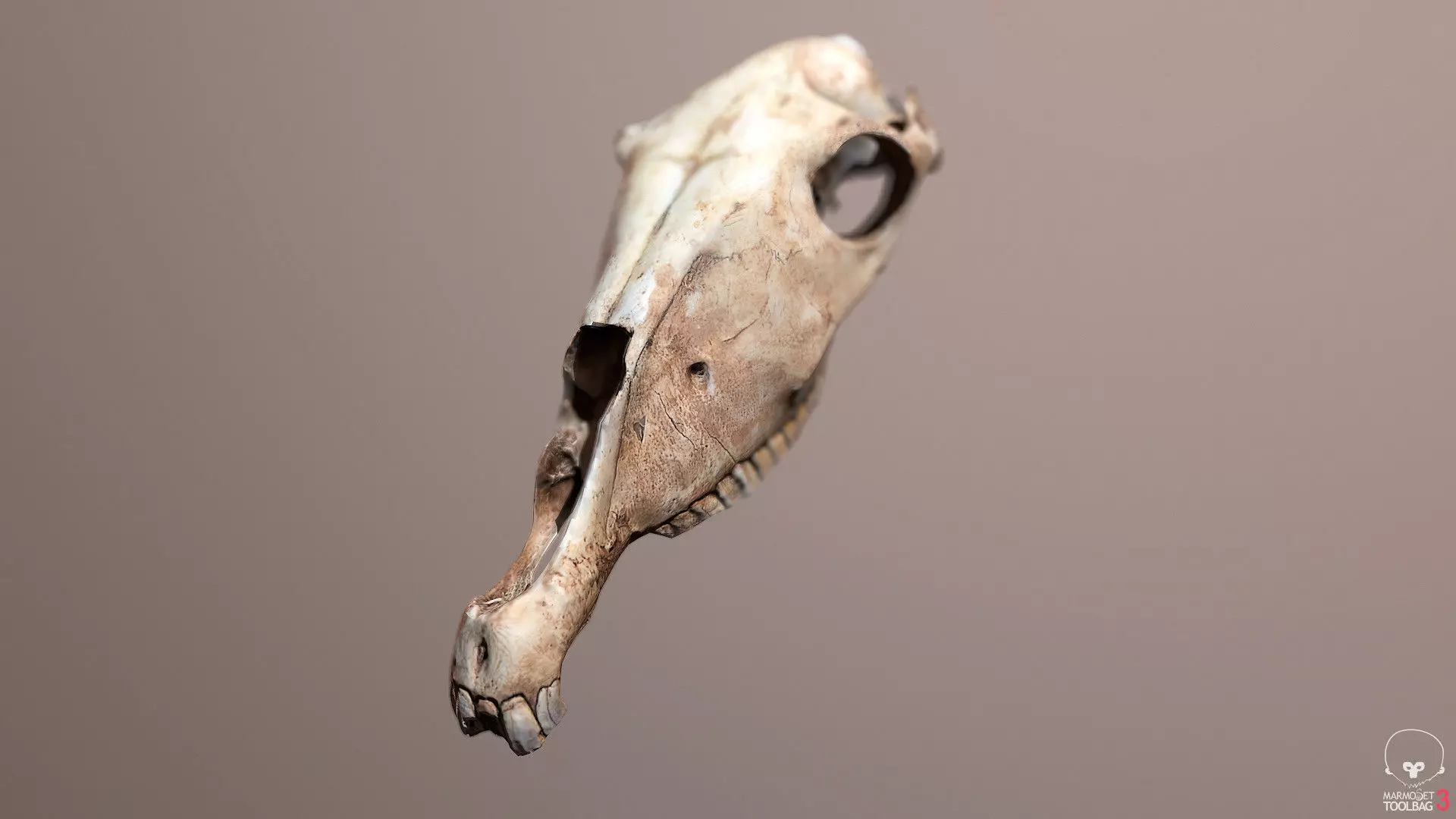 dead skull Low-poly 3D model_0