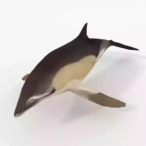 Dolphin Listed Low-poly 3D model