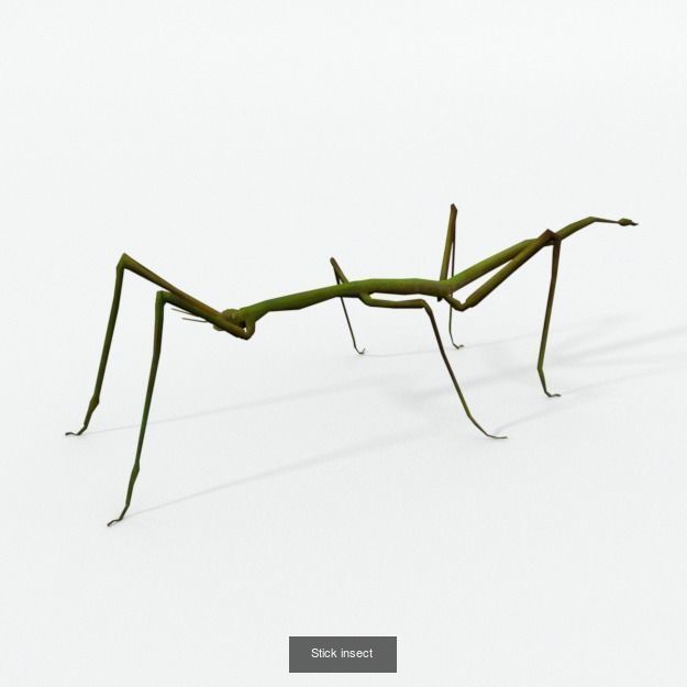 16 Insect Animals Pack 3D Model Collection_12