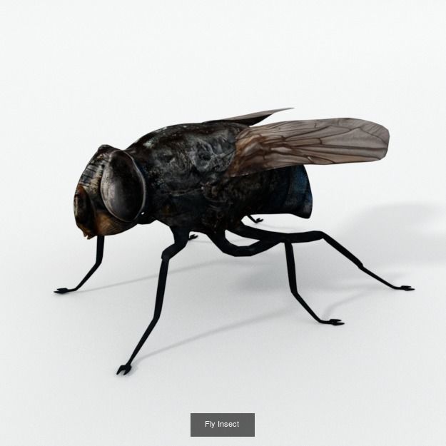 16 Insect Animals Pack 3D Model Collection_13