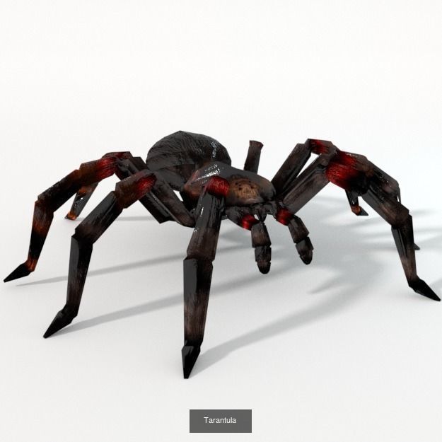 16 Insect Animals Pack 3D Model Collection_9