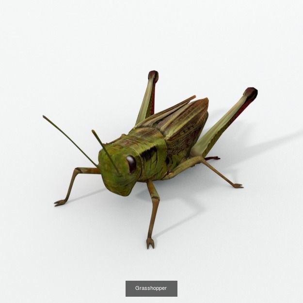 16 Insect Animals Pack 3D Model Collection_11
