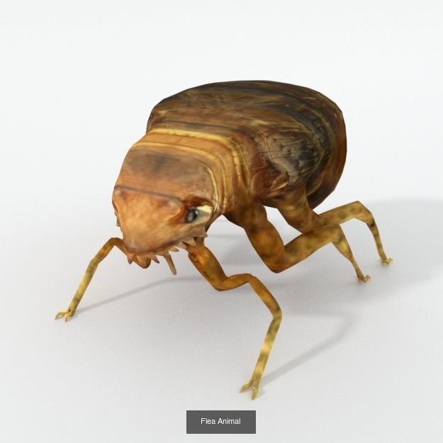16 Insect Animals Pack 3D Model Collection_16