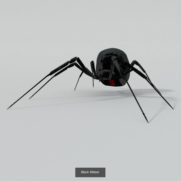 16 Insect Animals Pack 3D Model Collection_7