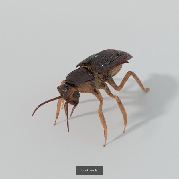 16 Insect Animals Pack 3D Model Collection_5