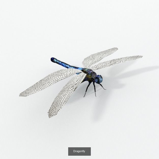 16 Insect Animals Pack 3D Model Collection_15