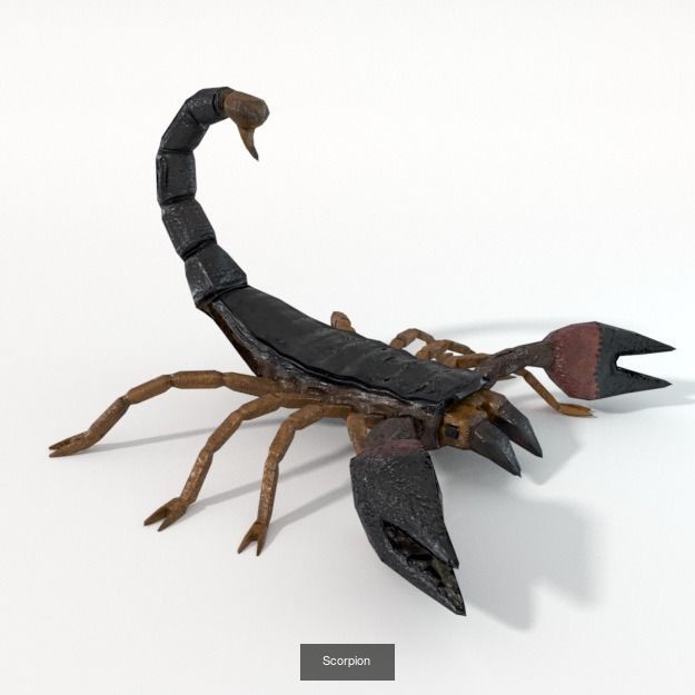 16 Insect Animals Pack 3D Model Collection_8