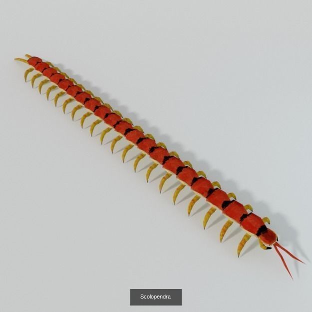 16 Insect Animals Pack 3D Model Collection_3