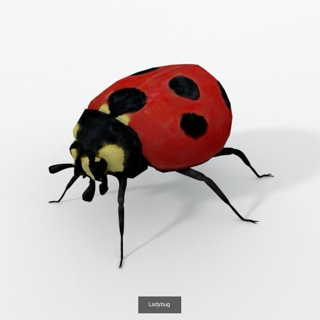 16 Insect Animals Pack 3D Model Collection_10