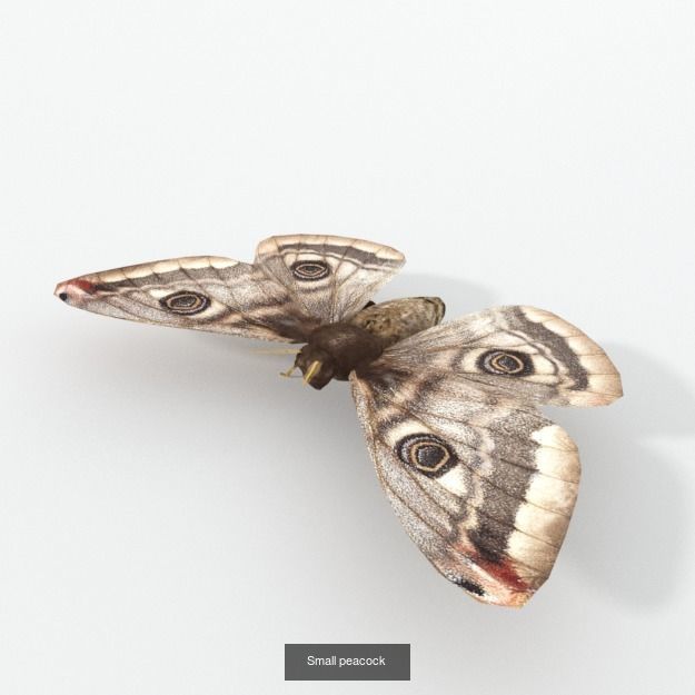 16 Insect Animals Pack 3D Model Collection_14
