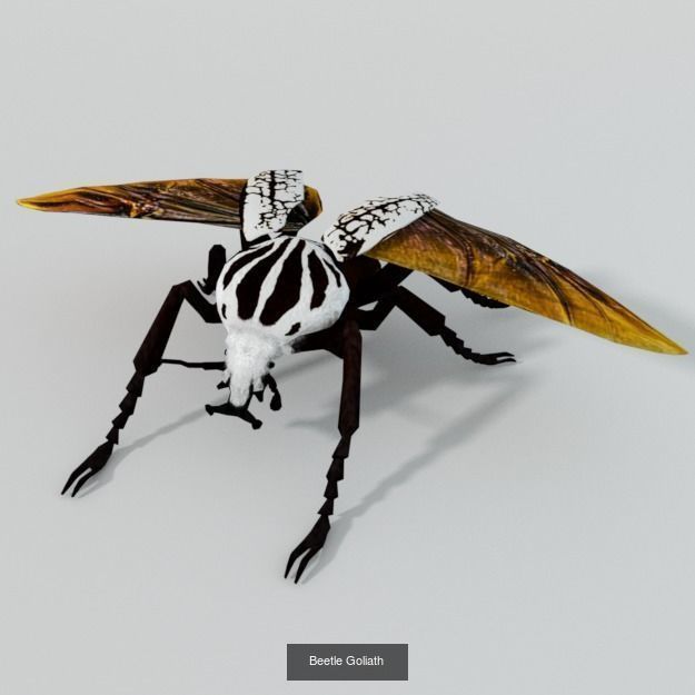 16 Insect Animals Pack 3D Model Collection_6