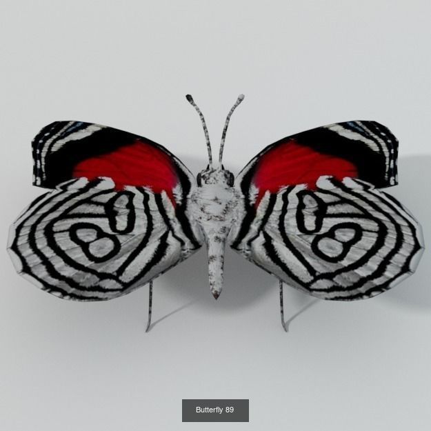 16 Insect Animals Pack 3D Model Collection_4