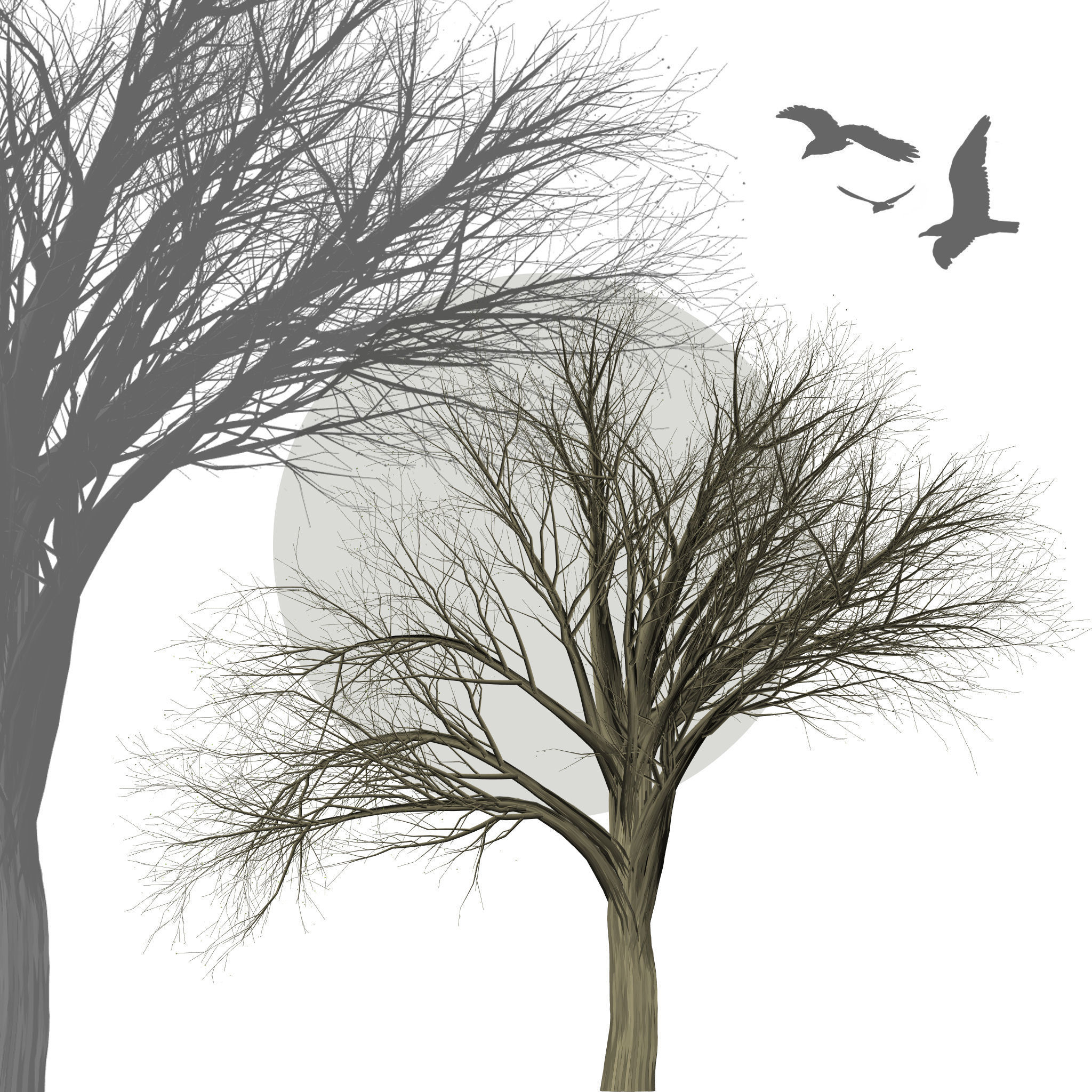 Collection of 6 trees Texture_3