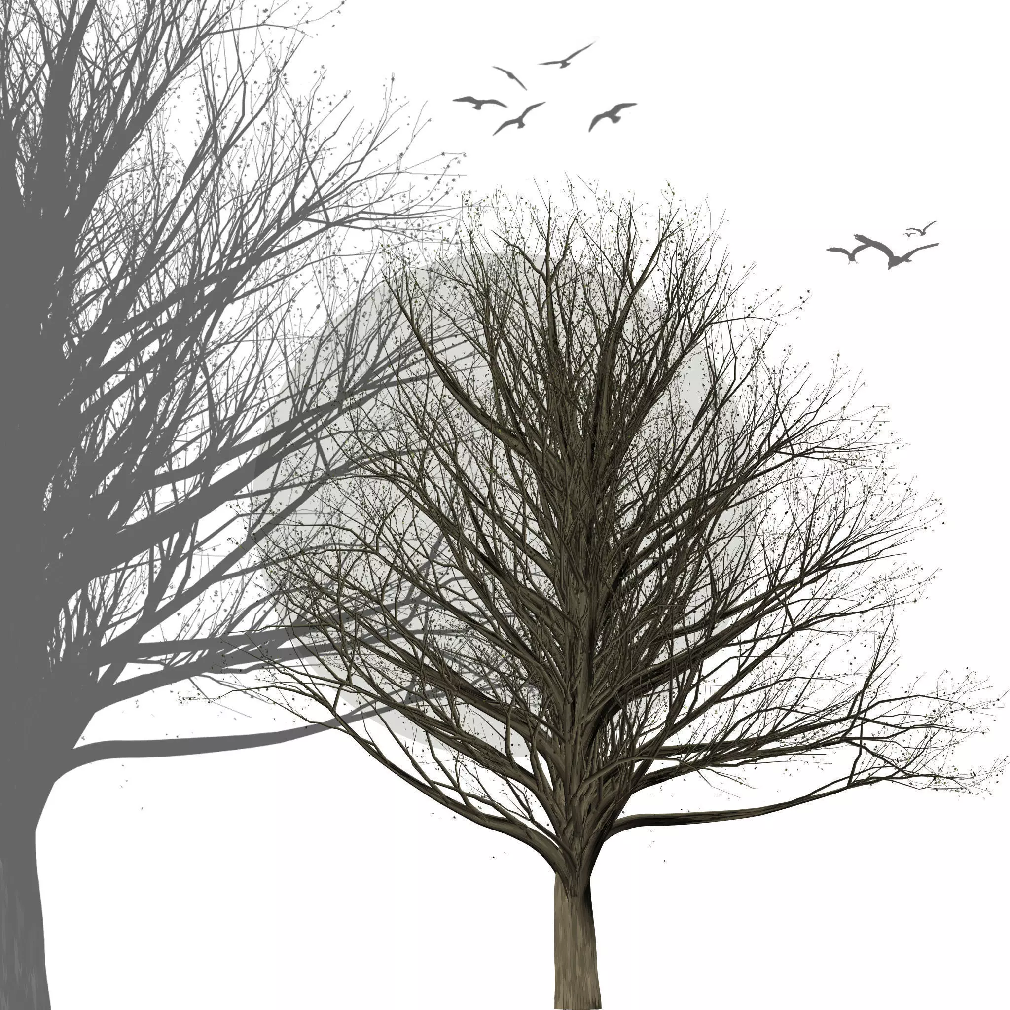 Collection of 6 trees Texture_0