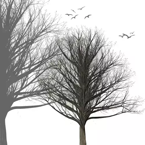 Collection of 6 trees Texture