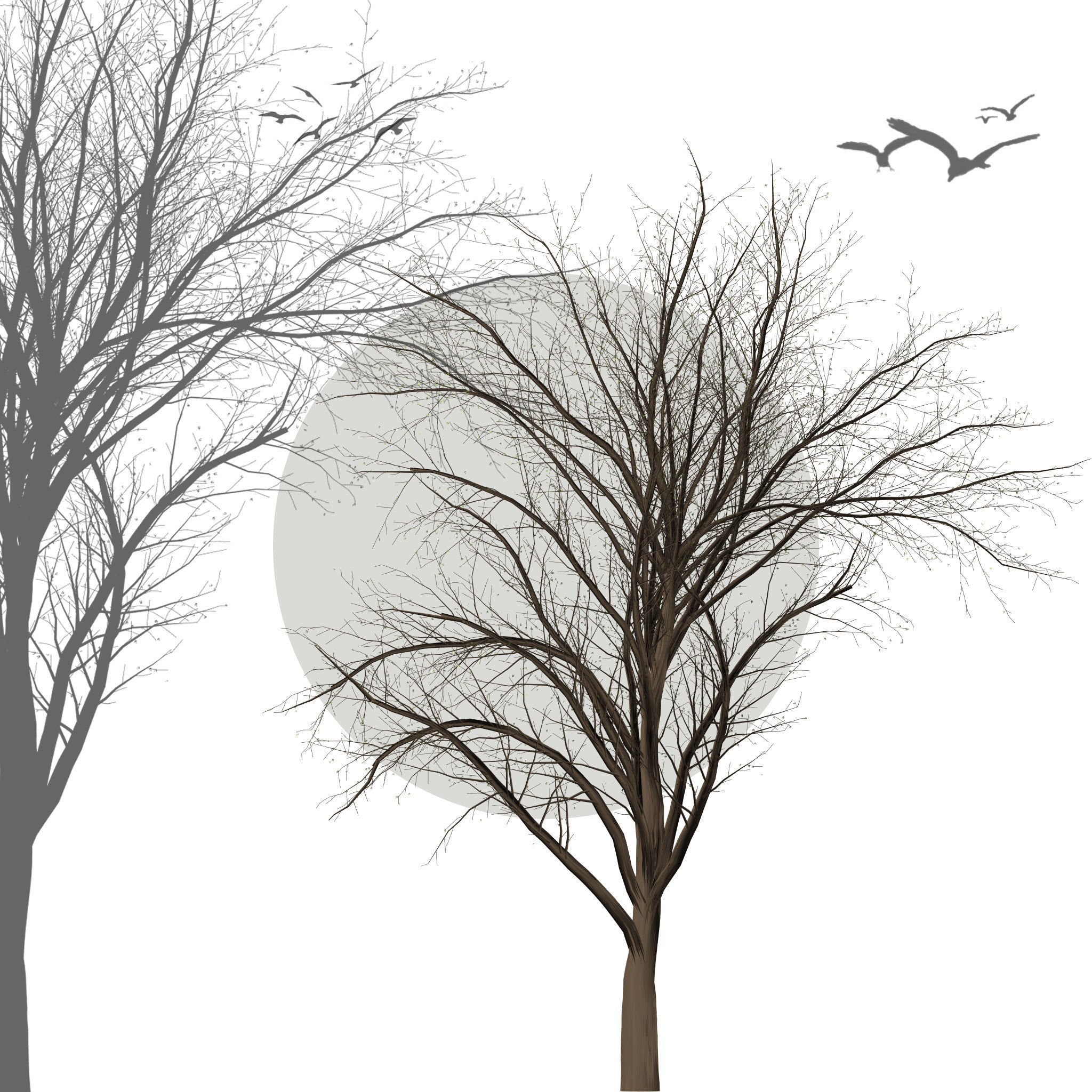 Collection of 6 trees Texture_2