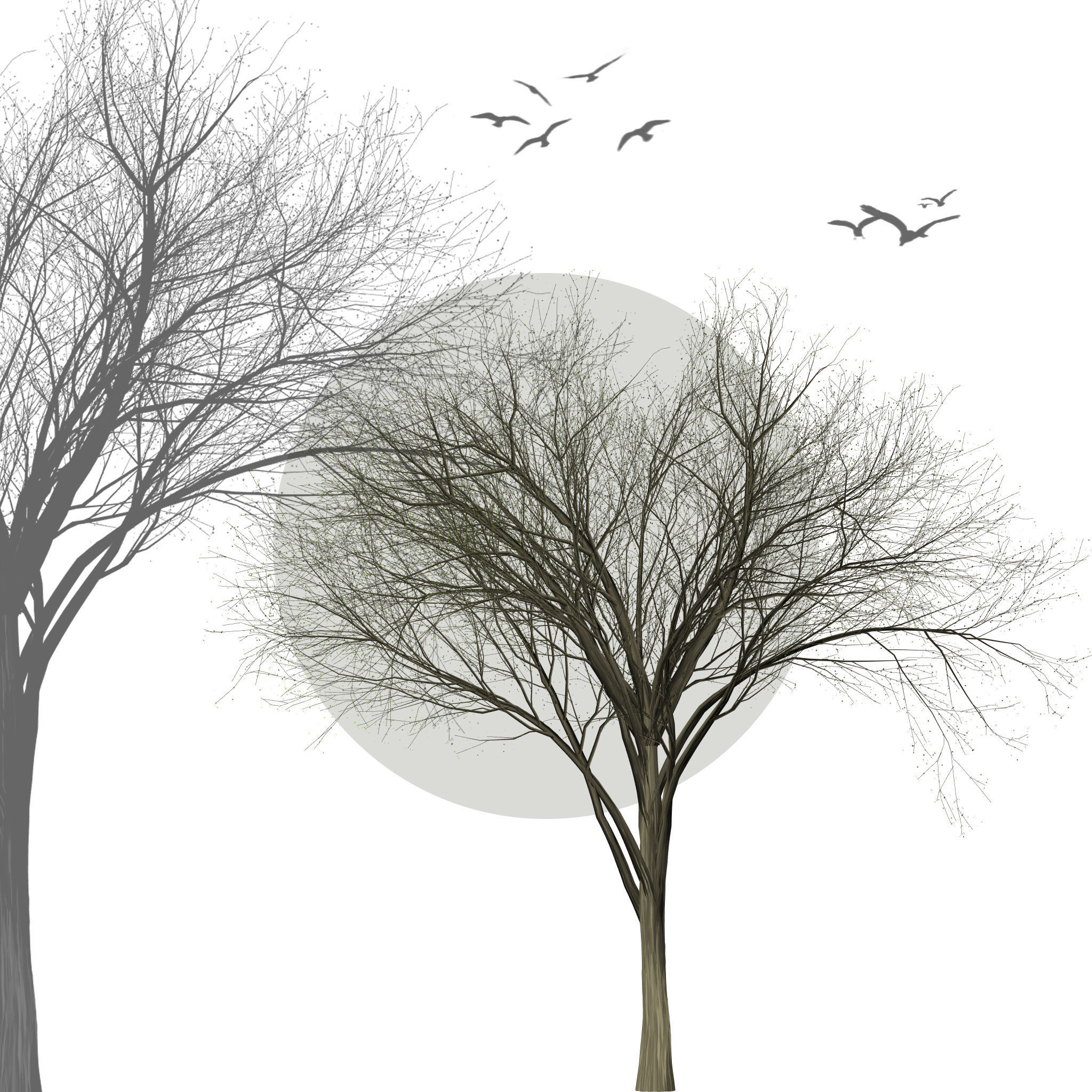 Collection of 6 trees Texture_1