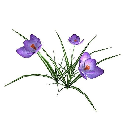 Crocus Low-poly 3D model