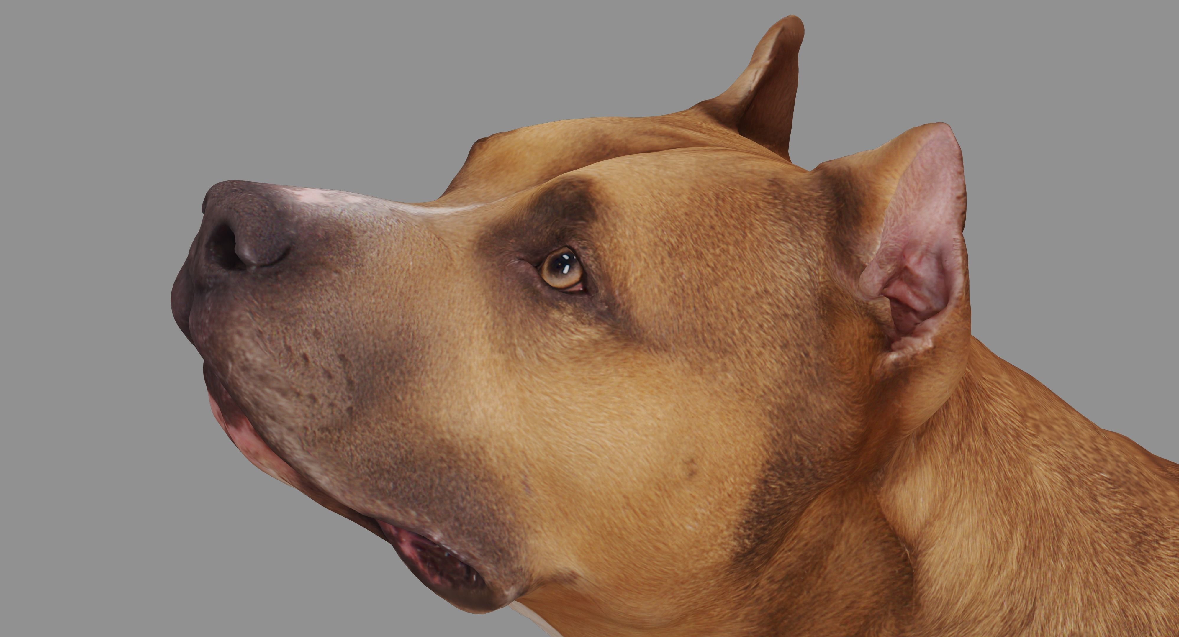 Staffordshire Lying Dog Low-poly 3D model_11