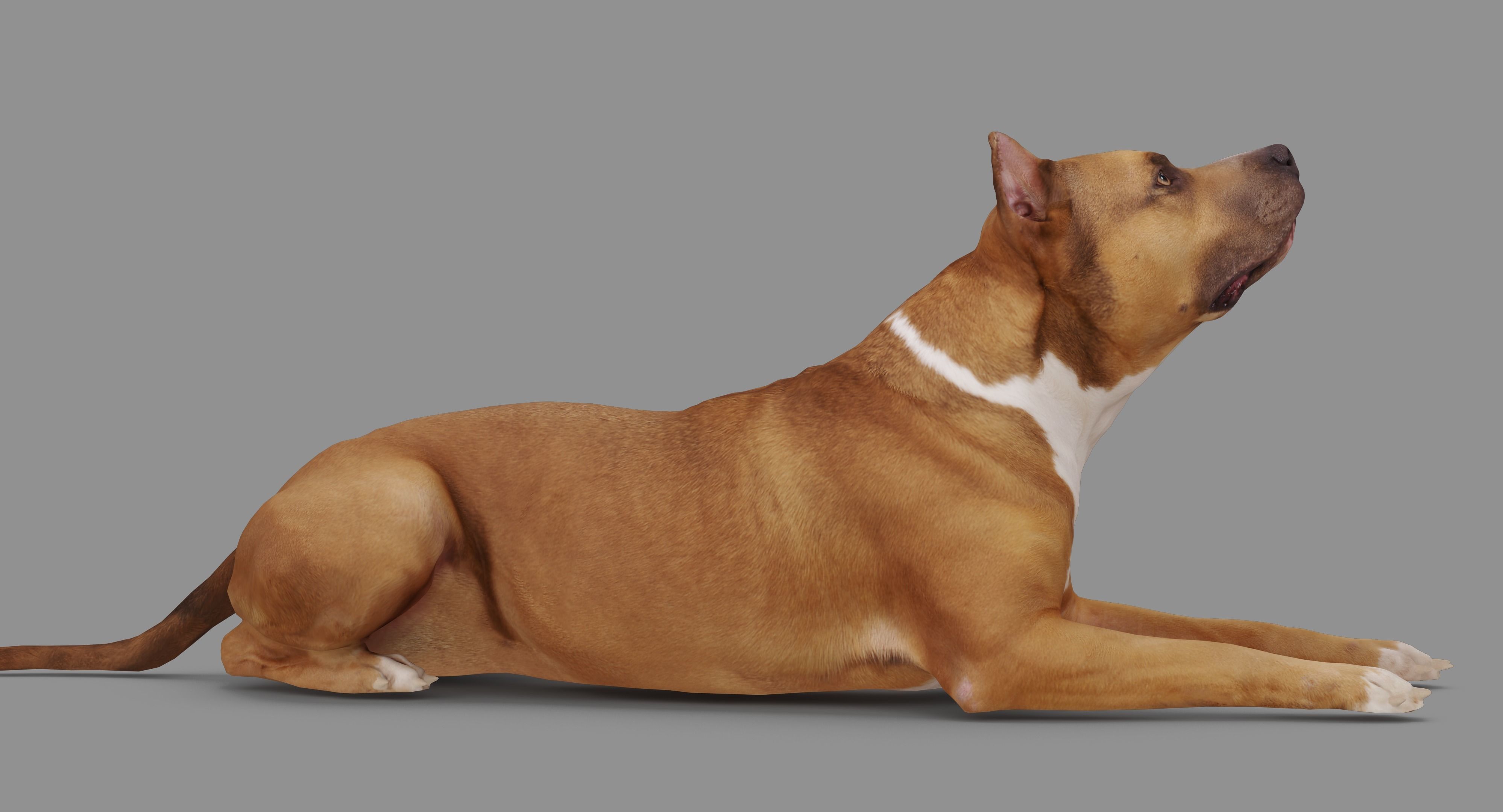Staffordshire Lying Dog Low-poly 3D model_31