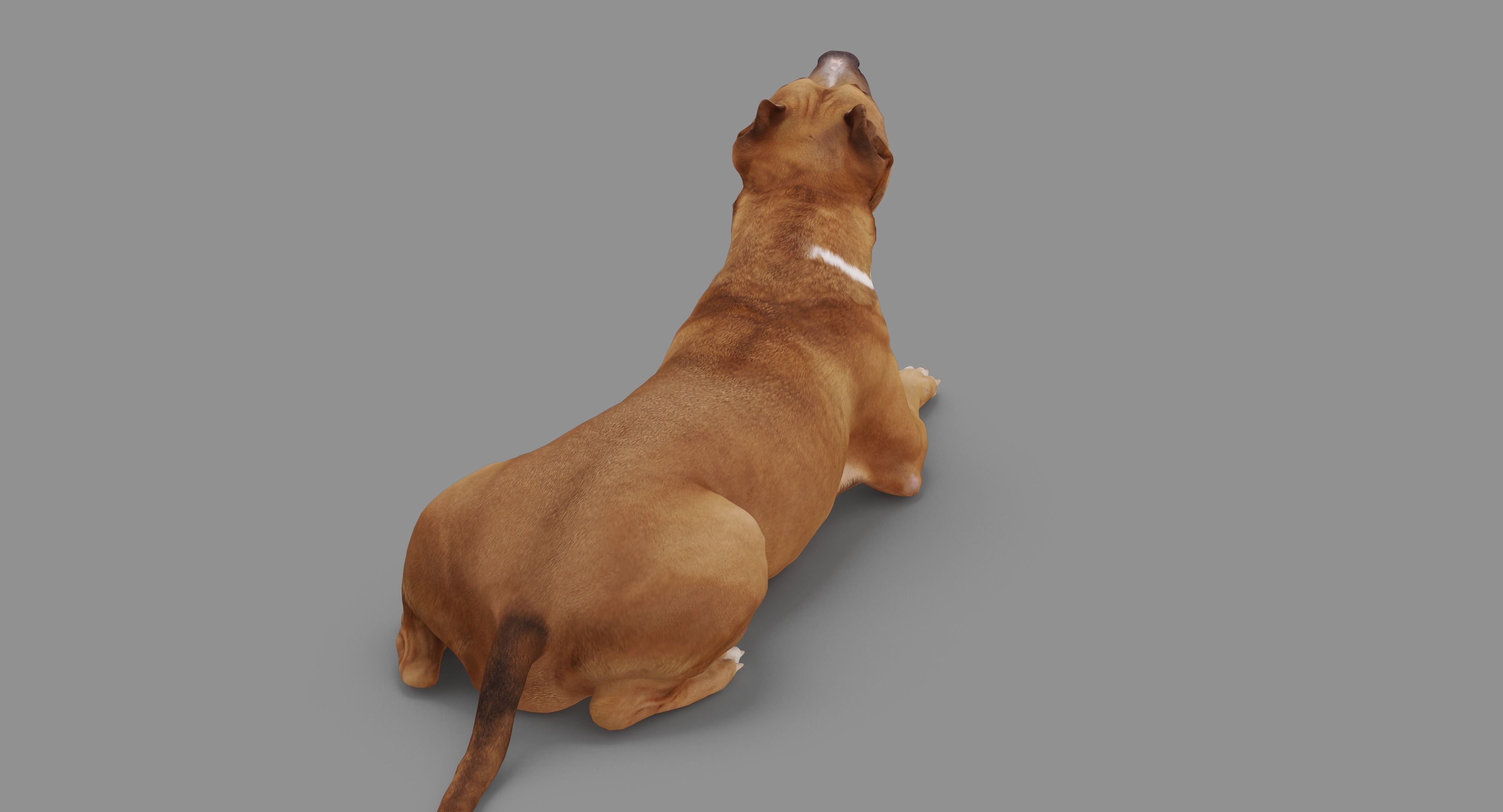 Staffordshire Lying Dog Low-poly 3D model_77