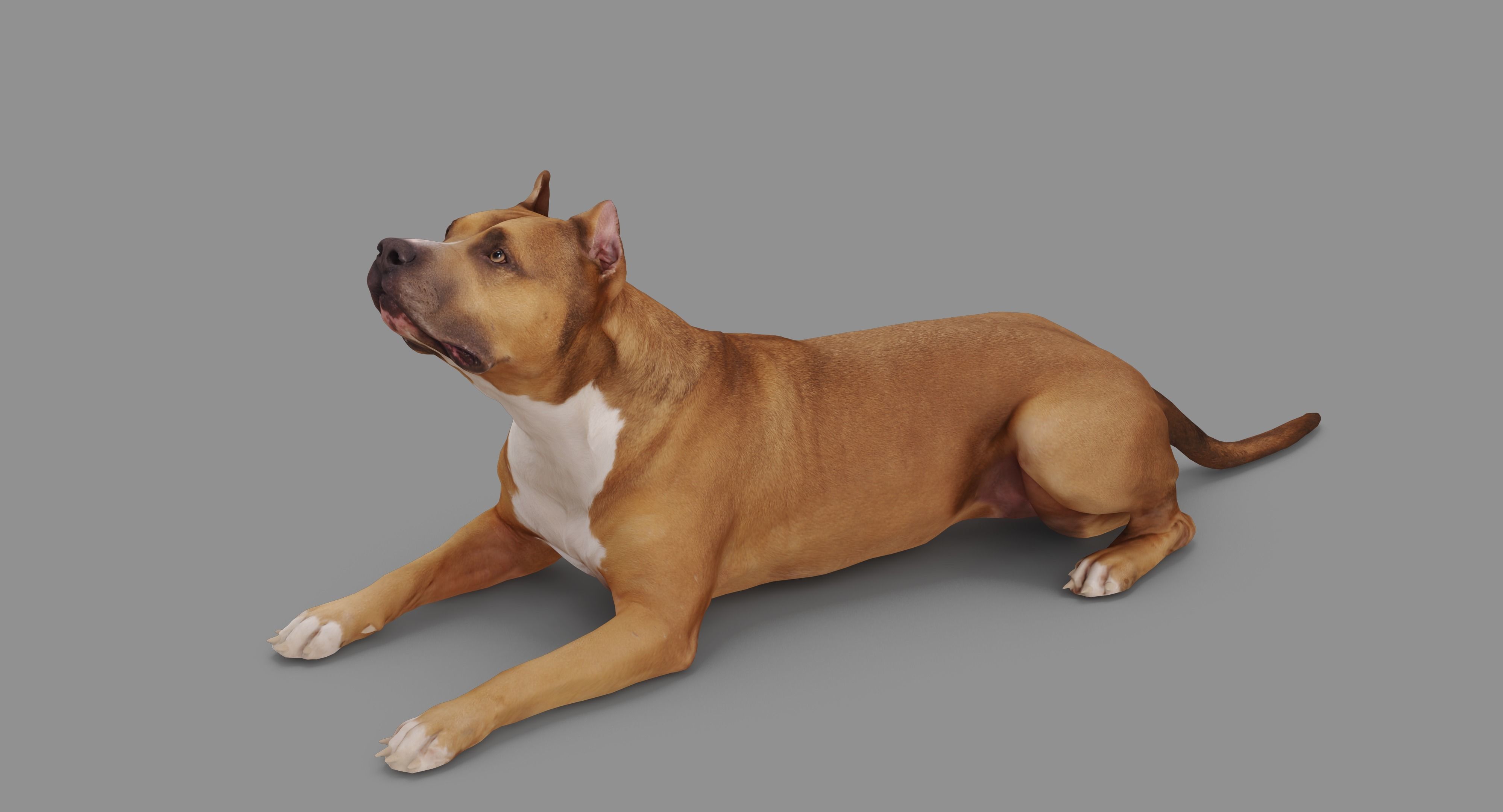 Staffordshire Lying Dog Low-poly 3D model_49