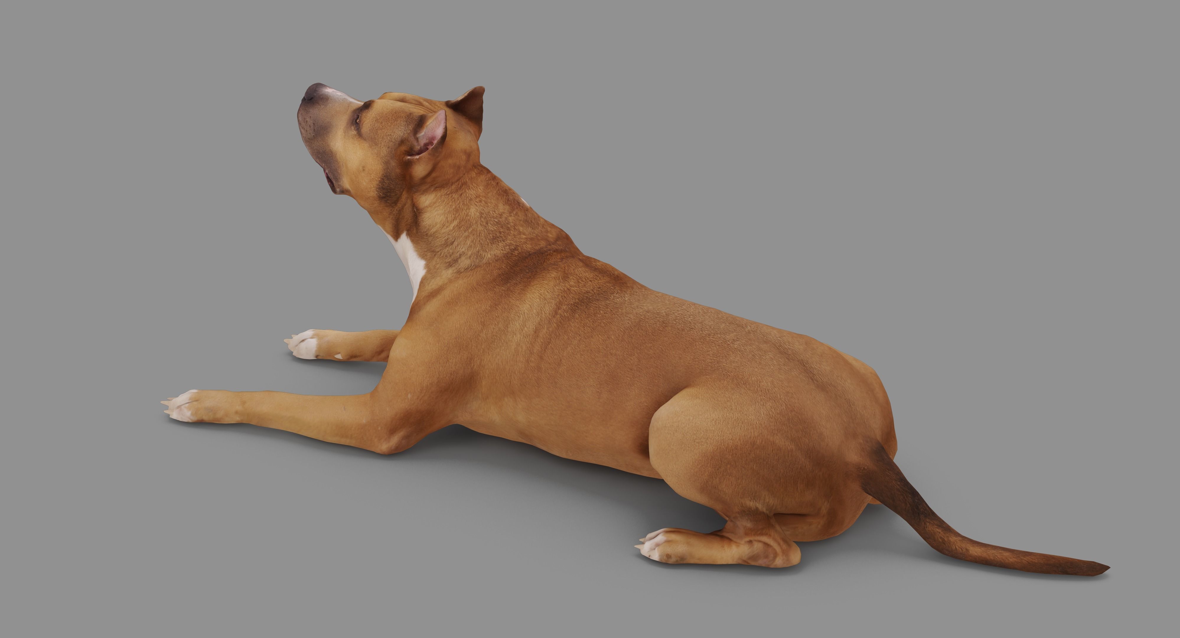 Staffordshire Lying Dog Low-poly 3D model_87