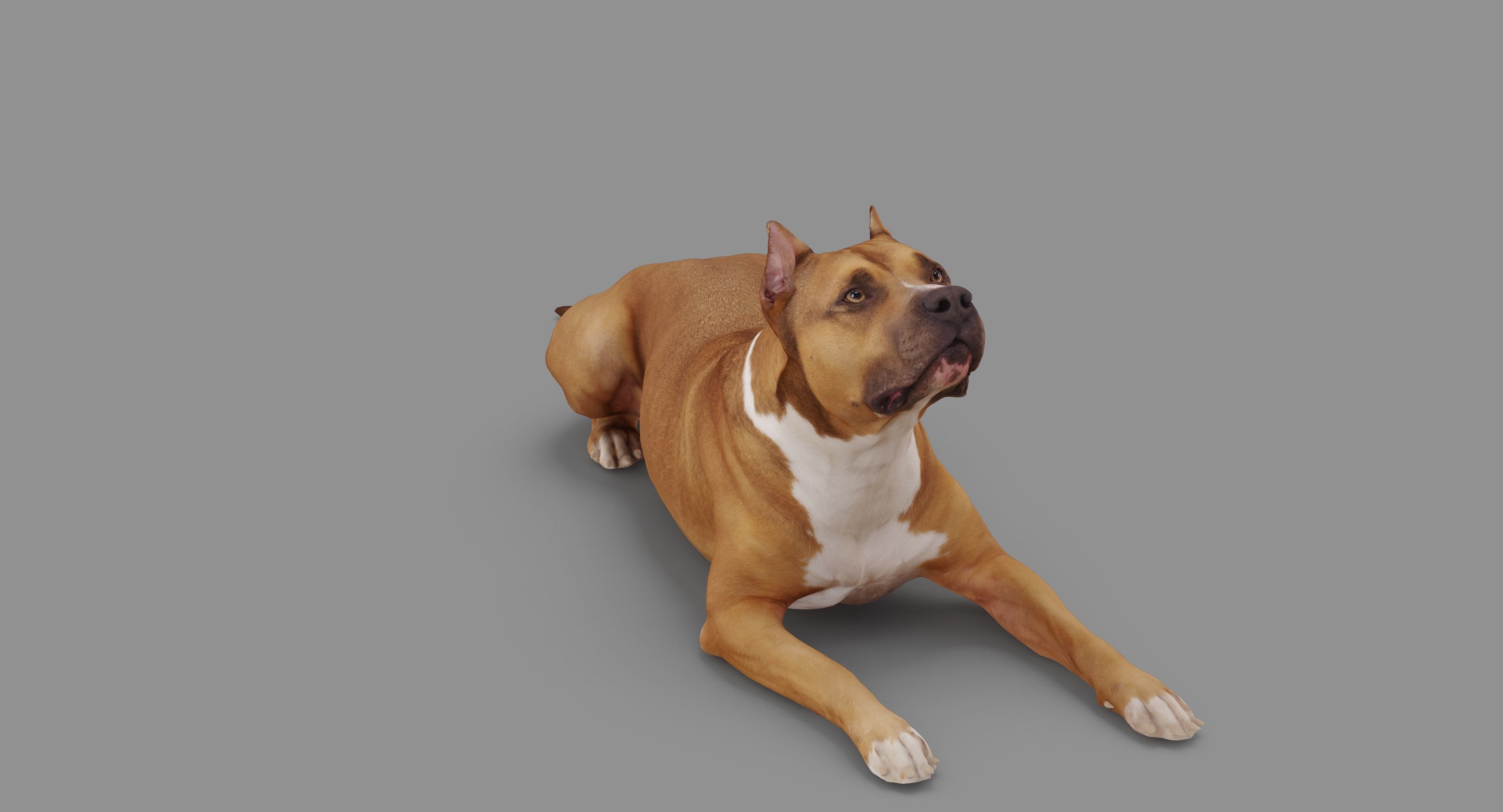 Staffordshire Lying Dog Low-poly 3D model_59