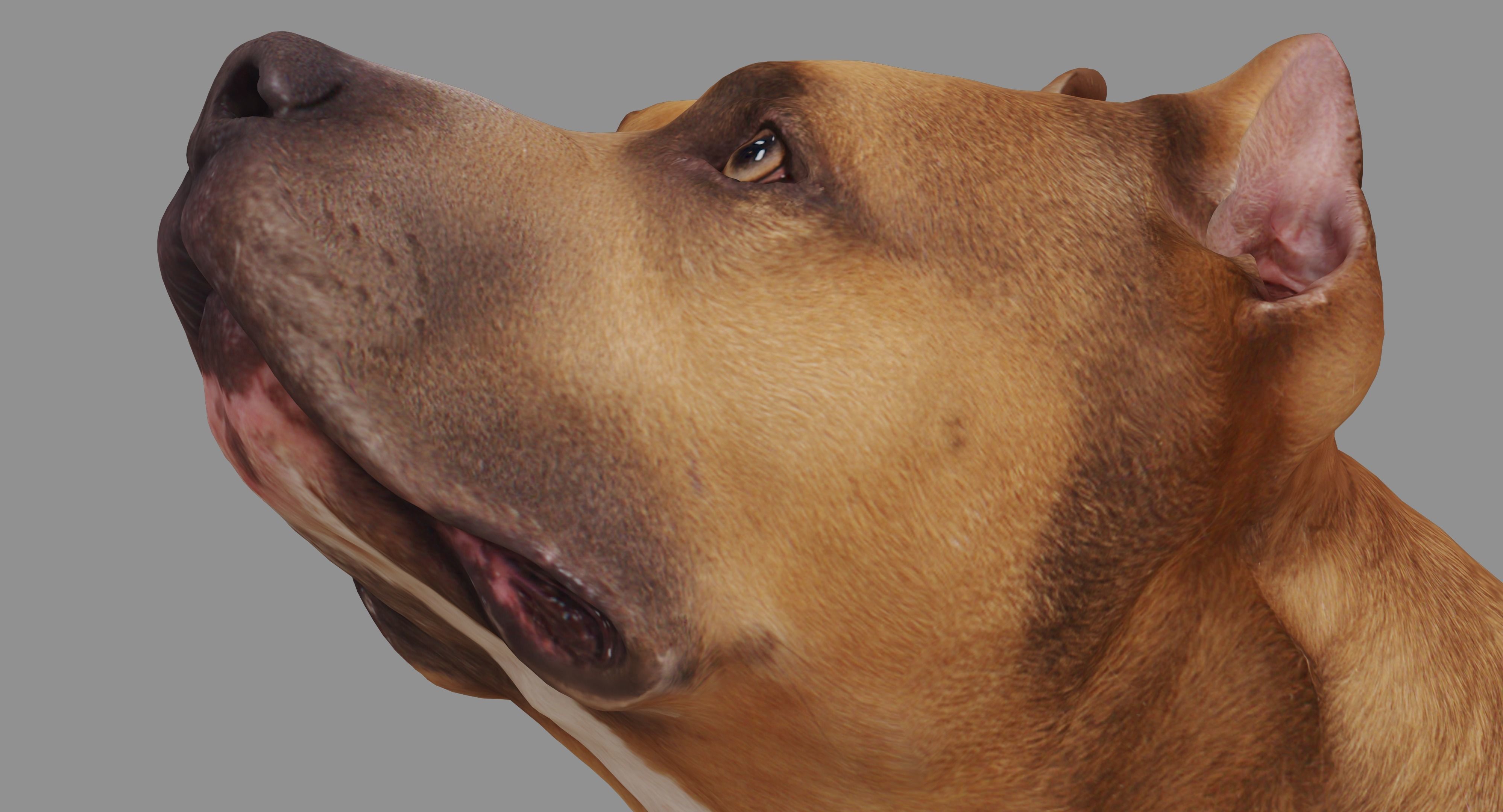 Staffordshire Lying Dog Low-poly 3D model_7